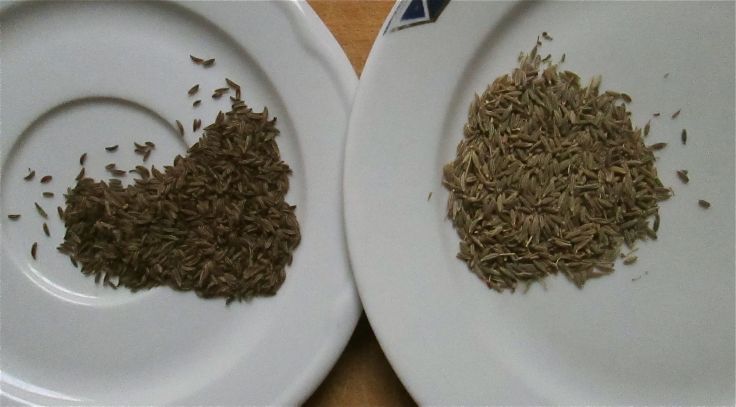 Caraway, on the left, and cumin, on the right. (Yes, they look really similar!) 