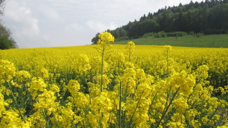 Fields of yellow flowers in Poland.